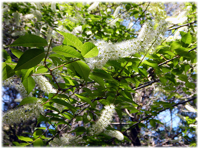 250421_rokucho_pass